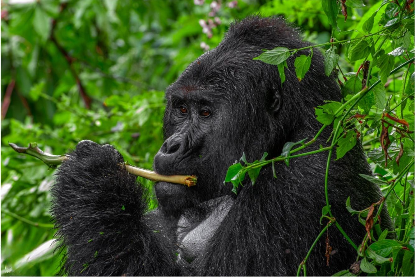Rafiki ve volné přírodě okusuje kůru z větviček